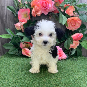 Havanese Puppy Floria
