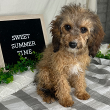 Cavapoo Puppy Titus