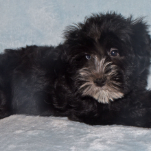 Miniature Schnauzer Puppy Pippa