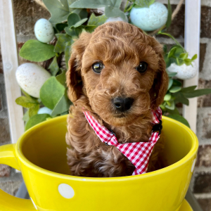 Poodle Puppy Ozzy