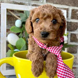 Poodle Puppy Ozzy