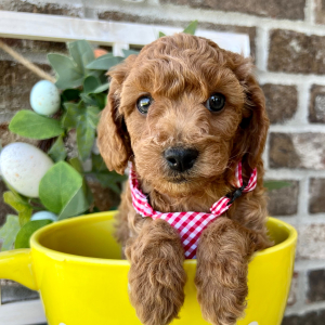 Poodle Puppy Ozzy