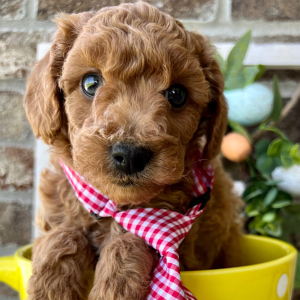 Poodle Puppy Ozzy