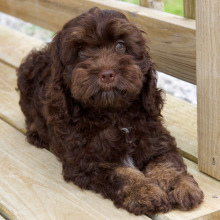 Cockapoo Puppy Halo