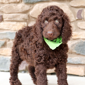 Labradoodle Puppy Alexander