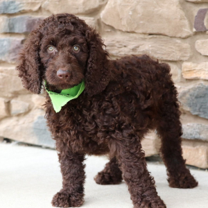 Labradoodle Puppy Alexander