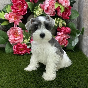 Miniature Schnauzer Puppy Saleh