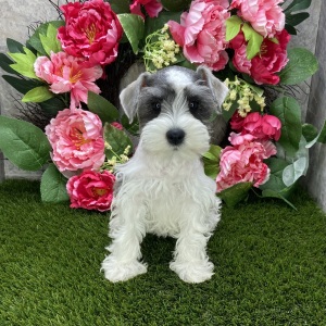 Miniature Schnauzer Puppy Saleh