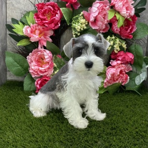 Miniature Schnauzer Puppy Saleh