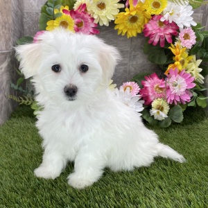 Coton de Tulear Puppy Sophie
