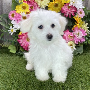Coton de Tulear Puppy Sophie