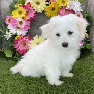 Coton de Tulear Puppy Sophie