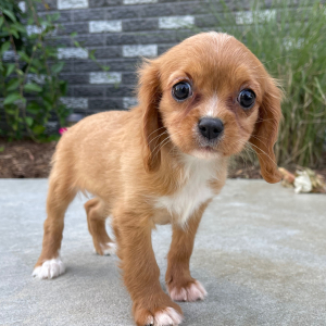 Cavalier King Charles Spaniel Puppy Mable