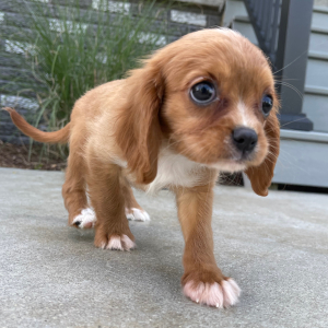 Cavalier King Charles Spaniel Puppy Mable
