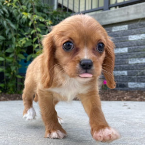 Cavalier King Charles Spaniel Puppy Mable