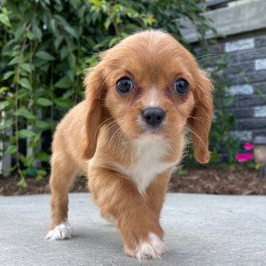 Cavalier King Charles Spaniel Puppy Mable