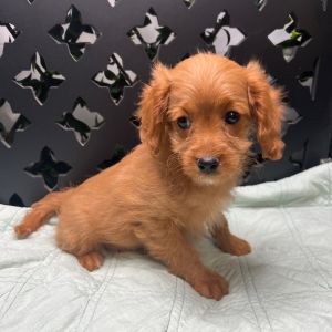 Cavapoo Puppy Jolie