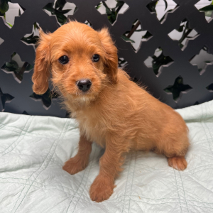 Cavapoo Puppy Jolie