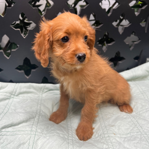 Cavapoo Puppy Jolie
