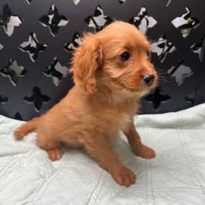Cavapoo Puppy Jolie