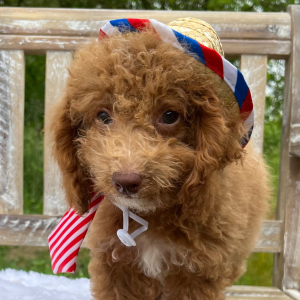 Bichonpoo Puppy Ginger