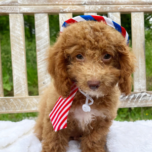 Bichonpoo Puppy Ginger