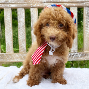 Bichonpoo Puppy Ginger