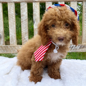 Bichonpoo Puppy Ginger
