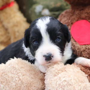 Bernedoodle Puppy Kassidy