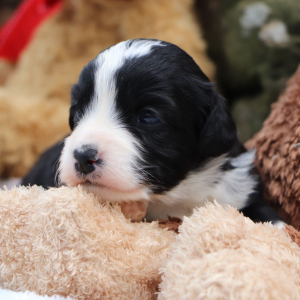 Bernedoodle Puppy Kassidy