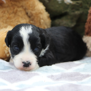 Bernedoodle Puppy Kassidy