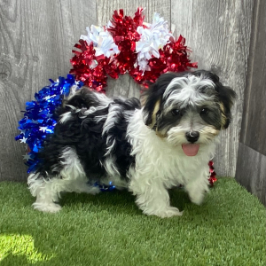 Havanese Puppy Magoo