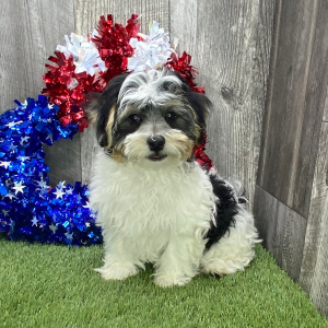 Havanese Puppy Magoo