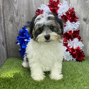 Havanese Puppy Magoo