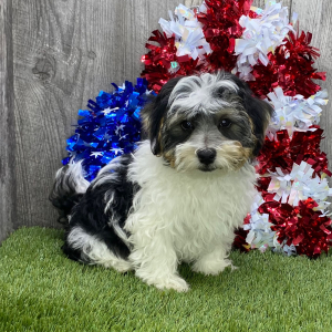 Havanese Puppy Magoo