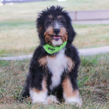 Bernedoodle Puppy Scoutt