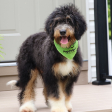 Bernedoodle Puppy Scoutt