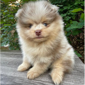 Pomeranian Puppy Jack