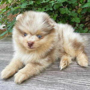 Pomeranian Puppy Jack