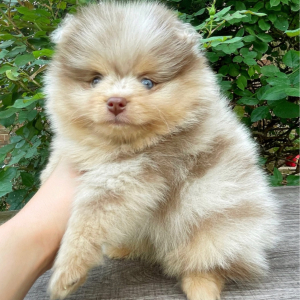 Pomeranian Puppy Jack