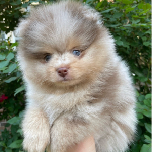 Pomeranian Puppy Jack