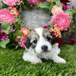 Coton de Tulear Puppy Haylie