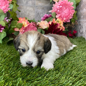 Coton de Tulear Puppy Haylie