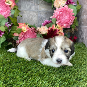Coton de Tulear Puppy Haylie