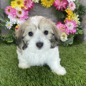 Coton de Tulear Puppy Haylie