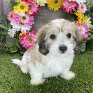 Coton de Tulear Puppy Haylie