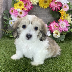 Coton de Tulear Puppy Haylie