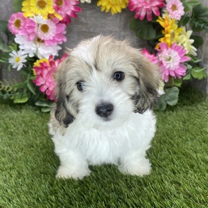 Coton de Tulear Puppy Haylie