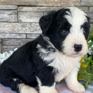 Bernedoodle Puppy Tiffany