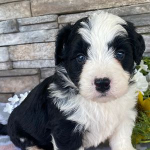 Bernedoodle Puppy Tiffany
